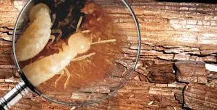 Termites observés à la loupe sur du bois rongé